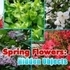 Spring Flowers: Hidden Objects
